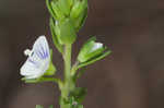 Thymeleaf speedwell